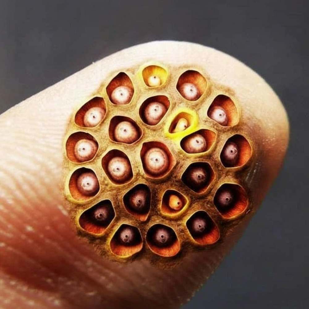 指に蓮の種