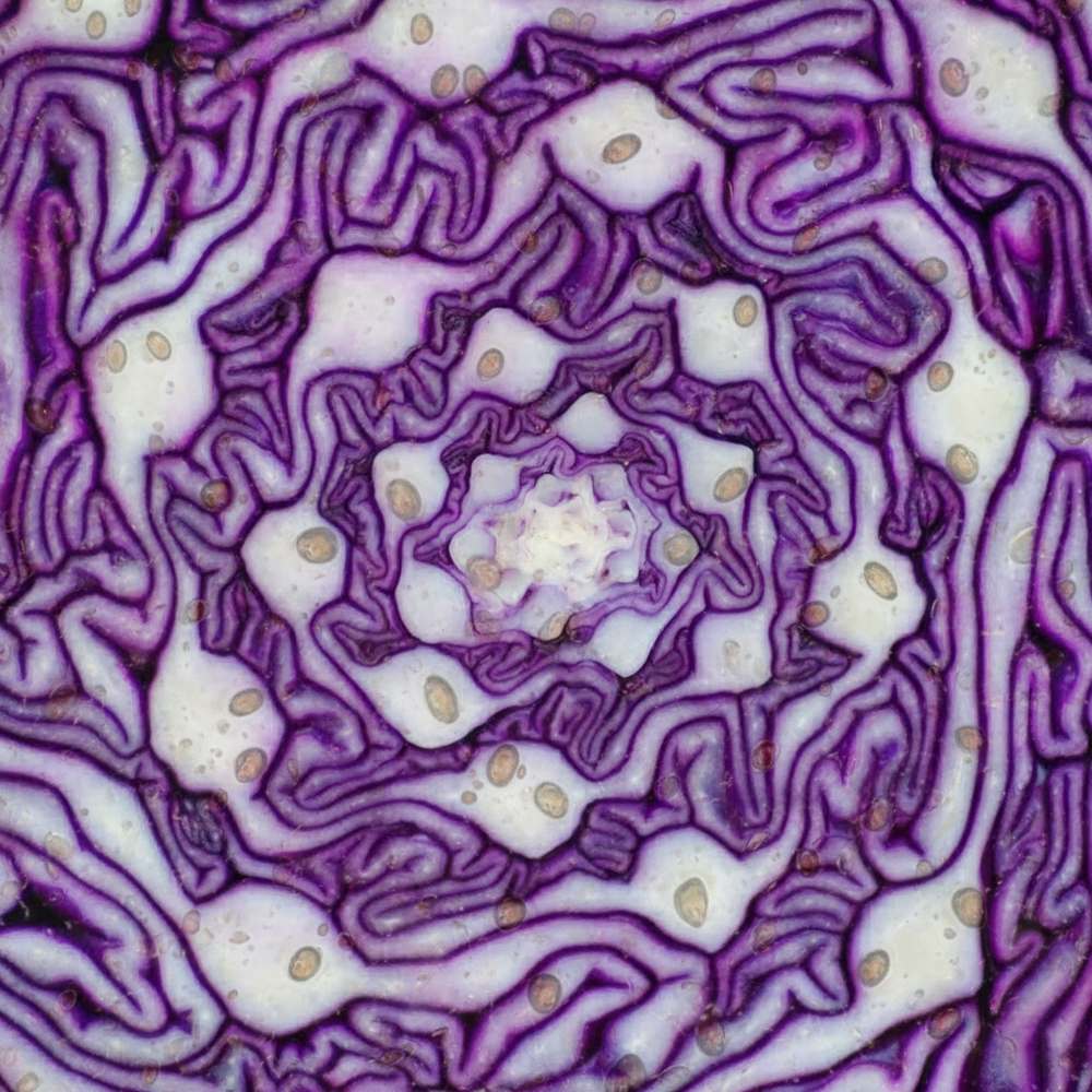 キャベツの繊維