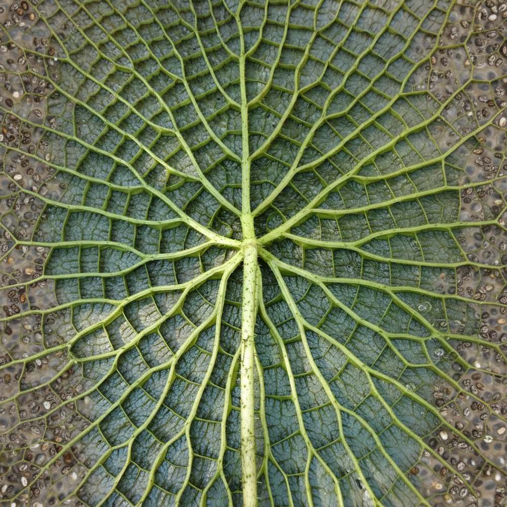 葉っぱの葉脈
